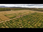 Replay Le changement climatique rend la culture de l'avoine viable en Europe du Nord