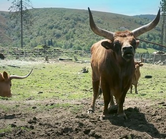Replay Le boeuf à la conquête des prairies - Meuh! L'épopée des cornes (1/4)