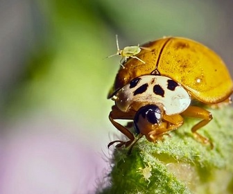 Replay Sous la carapace de la coccinelle - Nos chères bestioles