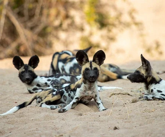 Replay Sur la piste des chiens sauvages d'Afrique - 25/08/2026