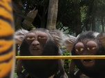 Replay Les as de la jungle à la rescousse - S3 E24 - L'enrhumé des douze singes