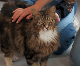 Replay Chiens et chats sans collier - Deuxième chance, premiers liens