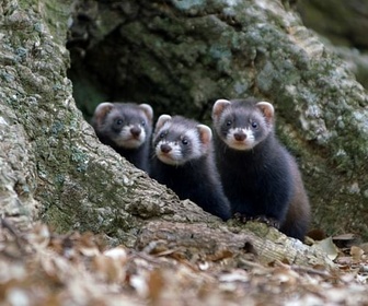 Replay Un automne haut en couleurs - Putois d'Europe, un chasseur infatigable
