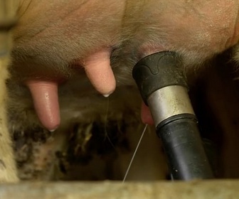 Replay Agriculture : une crise protéiforme - Lait : la surproduction plonge les éleveurs dans la crise