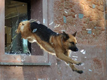Replay Rex, chien flic - Lisa et Thomas