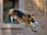 Replay Rex, chien flic