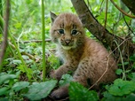 Replay Les bébés lynx et moi - En route vers la liberté