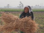 Replay Focus - Égypte, les petites mains du secteur agricole