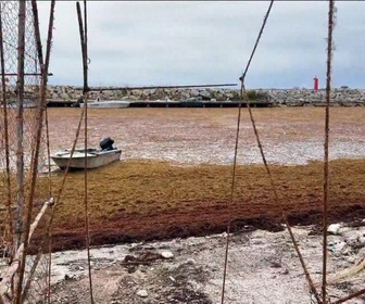 Replay Outre-Mer - Aux Caraïbes, les sargasses envahissent les plages et pèsent sur le quotidien des habitants