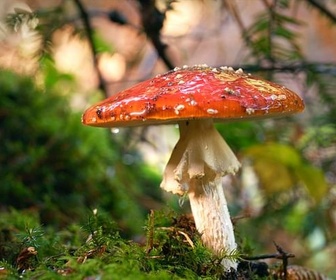 Replay Champignon mythique ou toxique ? - L'amanite tue-mouche