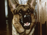 Replay Rex, chien flic - 17/07/2026