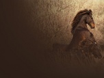 Replay La vie sauvage des Carpates