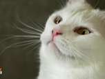 Replay Animaux à adopter - Vasco le Husky, Savannah la chatte résiliente
