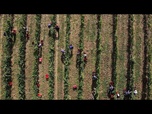 Replay Les vignobles hongrois menacés par l'explosion d'une maladie grave de la vigne