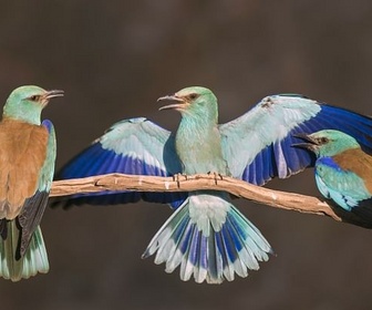 Replay L'oiseau bleu - La vie secrète du rollier d'Europe
