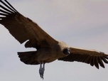 Replay ARTE JUNIOR Le magazine - Argentine : mission condors