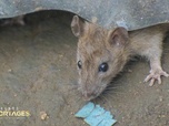 Replay Grands Reportages - Ces bestioles qui nous pourrissent la vie