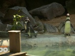 Replay Une saison au zoo - S14 E44