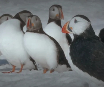 Caméras espions en terre animale replay