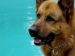 Replay Rex, chien flic - Journal intime