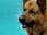 Replay Rex, chien flic