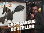 Replay La minute de Max Bird - Le Pygargue de steller