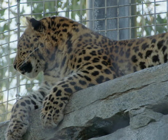 Replay Au coeur du zoo le plus beau du monde - S2E8 - Potamochère et gazelle
