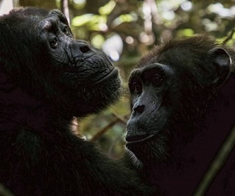 Replay Question de personnalité - Les réseaux sociaux des animaux