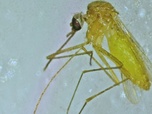 Replay Sciences & environnement - Espagne : nouveaux moustiques, nouvelles maladies
