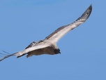 Replay ARTE Reportage - Argentine : mission condors
