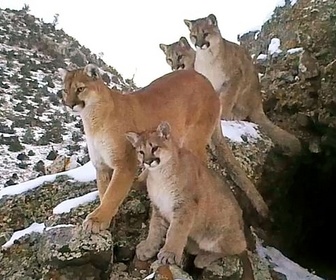 Replay Partir en chasse - Les pumas, furtifs félins du Montana
