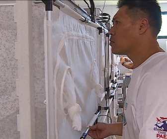 Replay Outre-Mer - À Tahiti, des moustiques stériles relâchés pour combattre la dengue