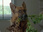 Replay Rex, chien flic