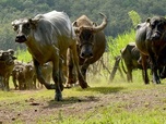 Replay Les buffles, l'avenir pour le Laos ? - 360° Reportage