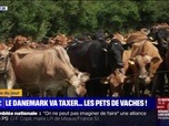 Replay L'image du jour - Le Danemark va taxer les pets de vache pour réduire les émissions de gaz à effet de serre