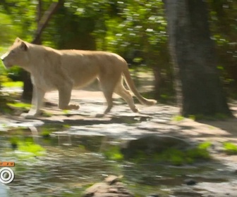 Replay Une saison au zoo - S13 E35