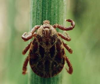 Replay La pègre animale : la vie secrète des parasites