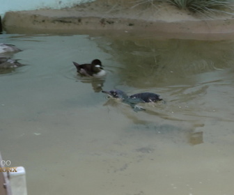 Replay Au cœur du zoo de New York - S1E4 - Une star est née