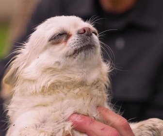 Replay L'hebdo des animaux - Episode 19