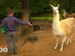 Replay Une saison au zoo - S14 E8