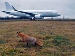 Replay Les animaux de l'aéroport