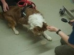 Replay Dog house : un chien pour la vie - S3 E8 - Les deux font la paire