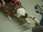 Replay Dog house : un chien pour la vie