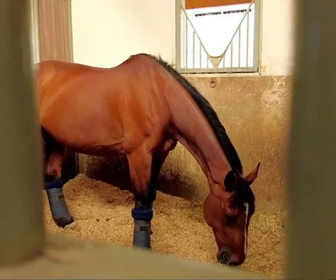 Replay Au galop ! - Des espoirs à Deauville