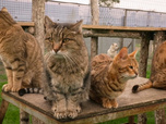 Replay La vie secrète des chats - S4E3 - La double vie de nos chats