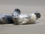 Replay Mer du Nord, sauvons les bébés phoques - GEO Reportage