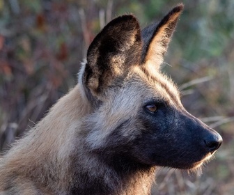 Sur la piste des chiens sauvages d'Afrique replay