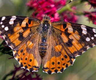 Replay Les super voyageurs - Les papillons !!! Ces super-héros de la nature