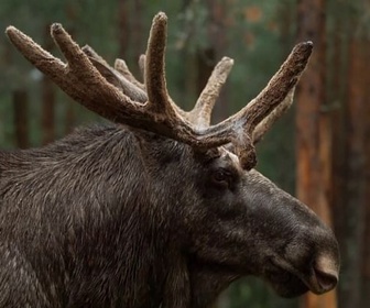 Replay Invitation au voyage - 10/03/2026 - L'élan, roi des forêts suédoises