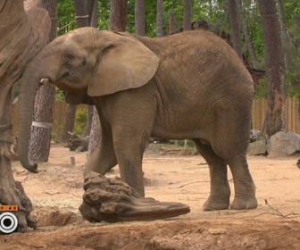 Replay Une saison au zoo - S13 E52